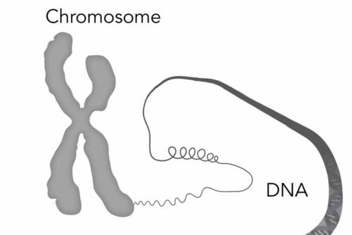Legombolyodó kromoszóma...