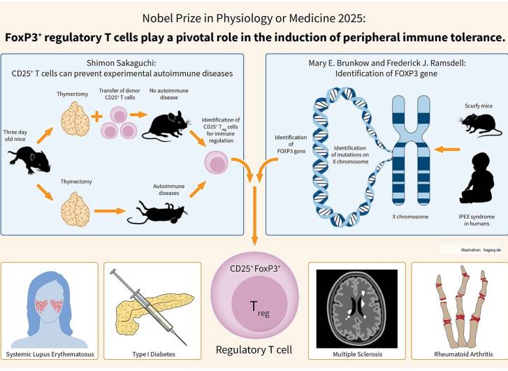 Orvosi-élettani Nobel-díj 2025 – infografika a regulátor T-sejtek központi szerepéről a perifériás immuntoleranciában (forrás: hegasy.de; liszensz: CC BY-SA 4.0, Wikimedia Commons nyomán) Infografika a regulátor T-sejtek központi szerepéről a perifériás immuntoleranciában